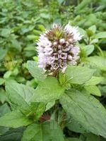 Mięta czekoladowa o przyjemnym apetycznym zapachu