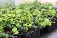 Barwinek większy - Vinca major