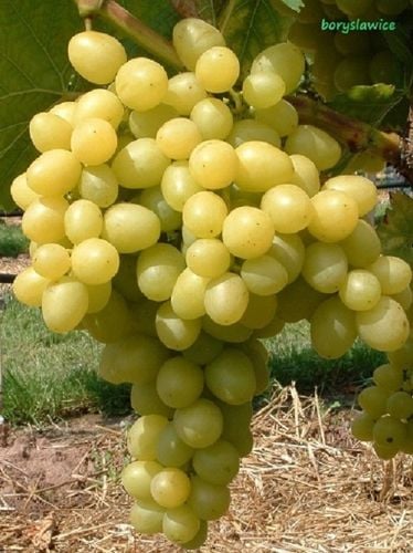 Winorośl 'Aloszenkin' (Vitis) w doniczkach P11, wysokość 50-70 cm na Arena.pl