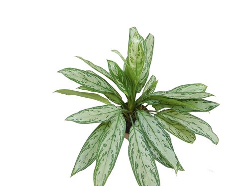AGLAONEMA SILVER QUEEN COMPACT 50cm na Arena.pl