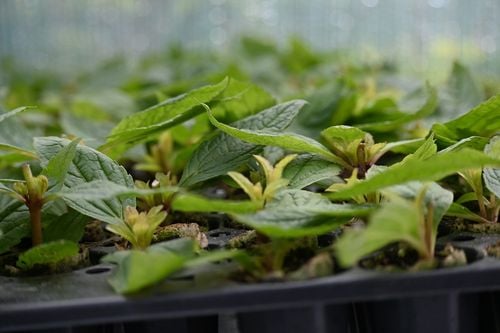 Sadziec Baby Joe - Eupatorium maculatum na Arena.pl