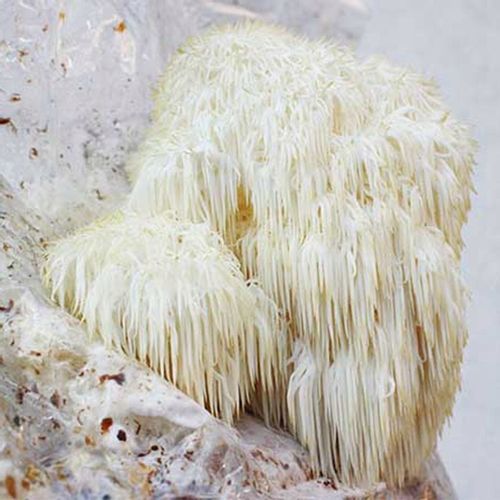 SOPLÓWKA JEŻOWATA– susz 100g na Arena.pl