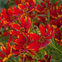 Nachyłek LADYBIRD Czerwony Na słoneczne rabaty Sadzonki w doniczkach P11