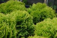 Żywotnik zachodni Mirjam - Thuja occidentalis