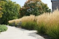 PIĘKNY i NIEWYMAGAJĄCY TRZCINNIK KARL FOERSTER