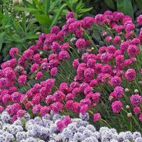 Zawciąg nadmorski RUBRIFOLIA Armeria Bordowe liście Na skalniak Sadzonki P9