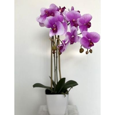 Storczyk w doniczce Premium na Arena.pl