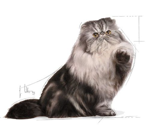 Karma mokra w pasztecie dla kotów dorosłych rasy perskiej Royal Canin 85g na Arena.pl