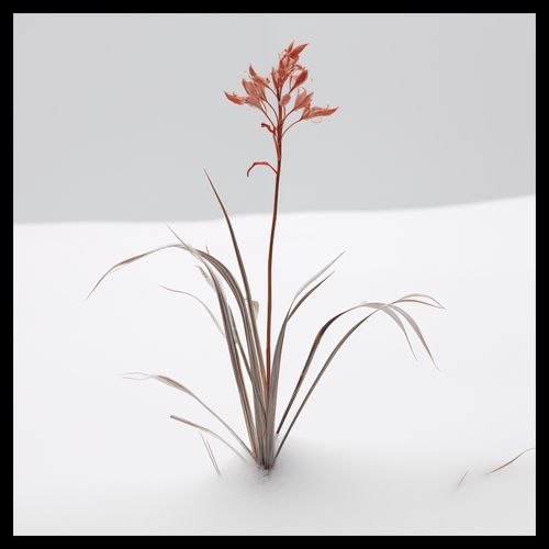 Plakat 40x40cm Subtelność Natury na Arena.pl