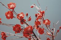 Plakat 45x30cm Szkarłatna Wiosna