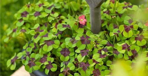 TULIPAN MIX MIESZANKA KOLORÓW cebulki 100 szt. + PREZENT na Arena.pl