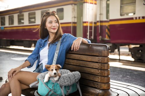 Torba uniwersalna, Transporter materiałowy dla psa kota, 3 w 1 R1 na Arena.pl