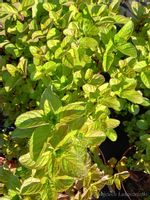 Mięta orange aromat z nutą owocową