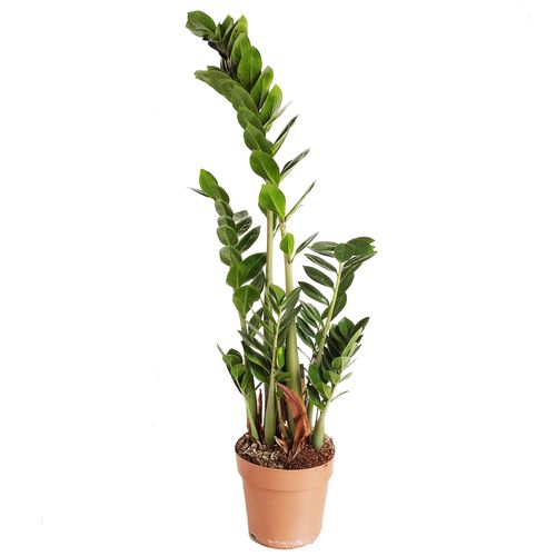 ZAMIOKULKAS (ZAMIOCULCAS) 100cm na Arena.pl