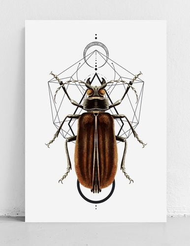 Plakat robaki owady geometria 70x100 cm na Arena.pl