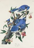 Plakat 13x18cm Modrosójka Błękitna, J.J. Audubon, Vintage do Salonu