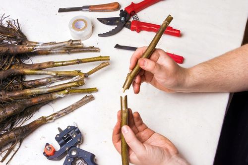 Sekator Biowin 760102 do szczepień z taśmą na Arena.pl