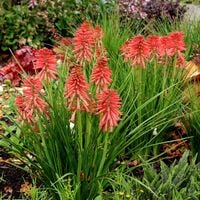 Trytoma POCO RED Czerwona Kompaktowa odmiana Kniphofia Sadzonki P11