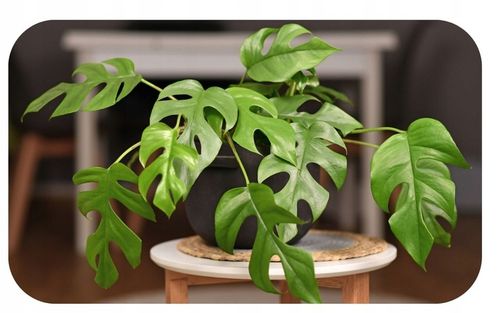 Podłoże Bigos Lekka Ziemia do kwiatów roślin zielonych 8L Mieszanka na Arena.pl