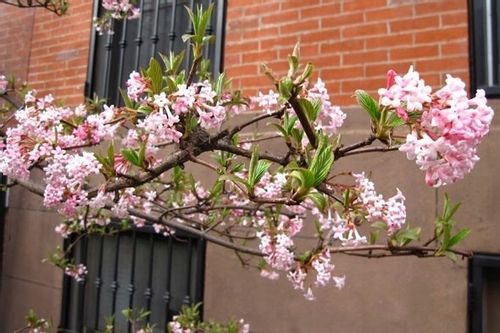 Kalina Dawn kwitnąca zimą zwiastun wiosny P9 na Arena.pl