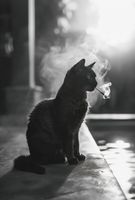 Plakat 67,5x100cm Kocia Przerwa