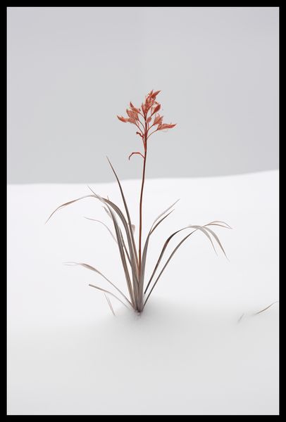 Plakat 40x60cm Subtelność Natury zdjęcie 2