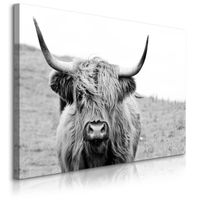 Obraz Na Płótnie Krowa Szkocka Czarno-Biały Krajobraz Polana 120cm x 80cm