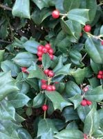 OSTROKRZEW zielony NELLIE R. STEVENS PAKIET 10 SZT - sadzonki 10 / 20 cm