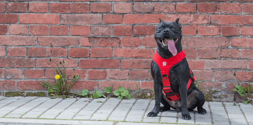 Szelki SHARPACK GUARD rozmiar M czerwone na Arena.pl