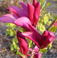 MAGNOLIA SUSAN - sadzonki w doniczkach