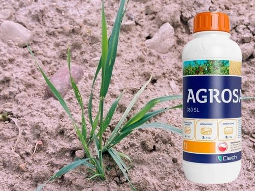 AGROSAR 360SL ŚRODEK CHWASTOBÓJCZY NA CHWASTY perz wiechliny mlecz 1l Ciech na Arena.pl