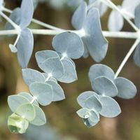 Eukaliptus górski GUNNI Niebieski Pachnący Odstrasza komary Sadzonki P9