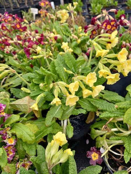 Pierwiosnek wyniosły mix sadzonka zwiastun wiosny zdjęcie 1