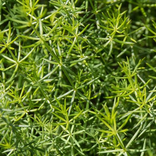 PRZYTULIA CZEPNA LIMFA DETOKS OBRZĘKI ziołowy naturalny 100% 60 kaps. na Arena.pl