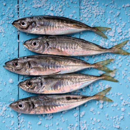 Alpha Spirit 7 DAYS FORMULA pełnoporcjowa SUCHA karma dla psa 12kg na Arena.pl