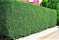 LIGUSTR LIGUSTER Pakiet 10 sztuk duże - sadzonki 70 / 100 cm