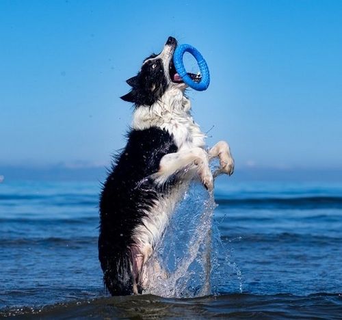 Kiwi Walker Let's Play Ring Maxi pomarańczowy na Arena.pl