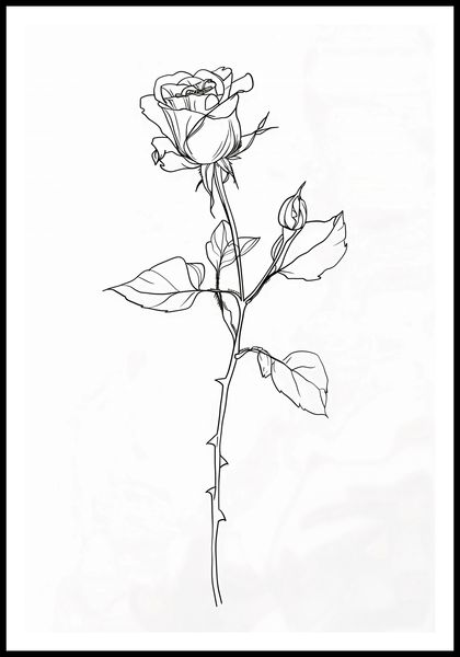 Plakat 67,5x100cm Kontur Róży zdjęcie 3