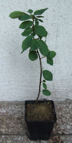 ŚWIDOŚLIWA OLCHOLISTNA Northline - sadzonki w don. na Arena.pl