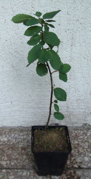 ŚWIDOŚLIWA OLCHOLISTNA Northline - sadzonki w don. zdjęcie 4