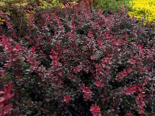 Berberys Thunberga 'Dart's Red Lady' (Berberis thunbergii) Poj. 2.0L na Arena.pl