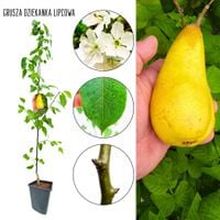 Grusza Dziekanka Lipcówka sadzonka Lipcowa 180-220 cm