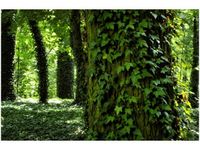 120CM 80CM OBRAZ ŚCIENNY PARKOWY BLUSZCZ