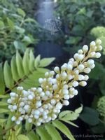 product-compare-51935633