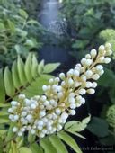 Tawlina jarzębolistna Sem miododajna i dekoracyjna