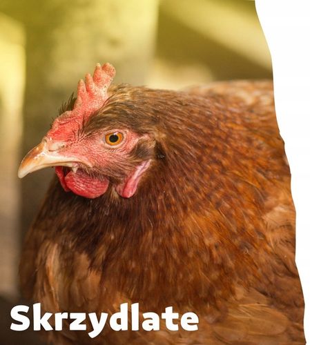 Susz z lucerny dla kur niosek drobiu 5 kg LUCERNA MĄCZKA OD SKRZYDLATE na Arena.pl