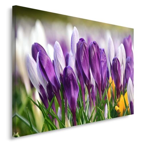 Obraz na płótnie - Canvas, Krokusy 5 40x30 na Arena.pl