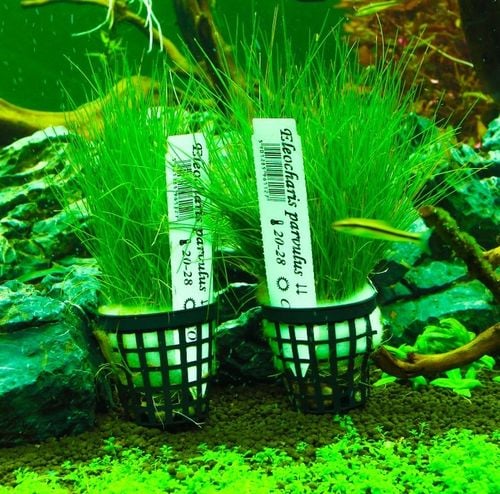 Rośliny do akwarium trawnik Eleocharis Parvula XXL na Arena.pl
