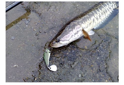 Wobler Błystka SZCZUPAK SANDACZ Metalowy 18g 8cm na Arena.pl