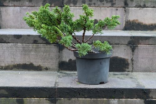 Jałowiec chiński Shimpaku - Juniperus chinensis na Arena.pl